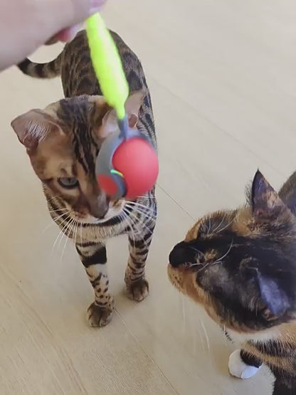 Smart Cat Ball